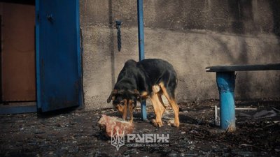 Росіяни прагнуть захопити Добропілля на Покровському напрямку
