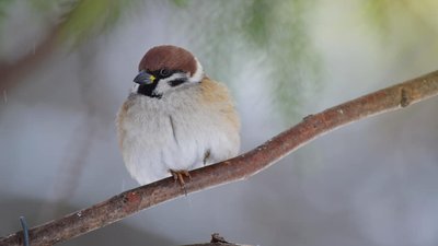Погода у Черкасах