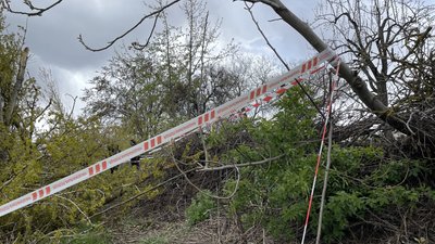 Повалене дерево під час буревію 26 квітня у Полтаві