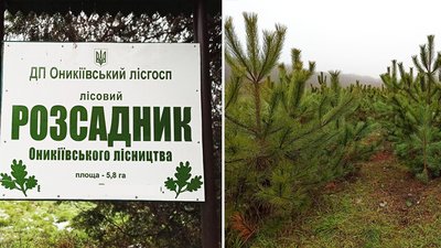 Лісівники Кіровоградщини виростили на продаж 40 тисяч новорічних дерев