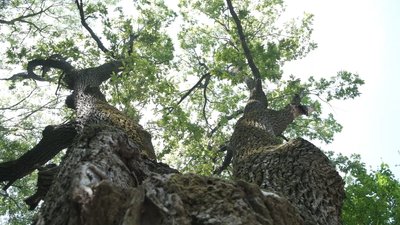 На Вінниччині лісівники рятують 250-річне дерево