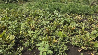 "Сади перемоги": у Карлівці, що на Полтавщині, почали збирати урожай "Сади перемоги": у Карлівці, що на Полтавщині, почали збирати урожай