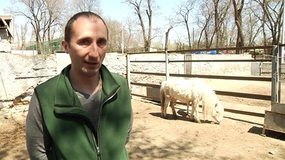 В Одеському зоопарку народилося ще одне дитинча поні