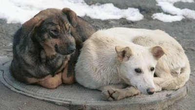 Безпритульні собаки