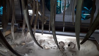 У херсонському музеї зберігається найбільший в Україні скелет фінвала У херсонському музеї зберігається найбільший в Україні скелет фінвала