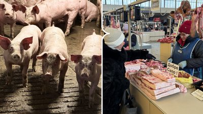 На Кіровоградщині знизились ціни на свиней живою вагою – Суспільне
