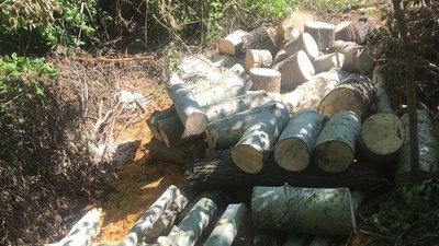 Вирубав дерева — поліцейські Сумщини підозрюють чоловіка в спилюванні рослин