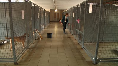 У Житомирі безоплатно роздають корм для вуличних або покинутих котів і собак У Житомирі безоплатно роздають корм для вуличних або покинутих котів і собак