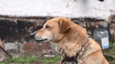 Ішов 700 кілометрів пішки: спогади черкащанина про Другу світову війну Ішов 700 кілометрів пішки: спогади черкащанина про Другу світову війну