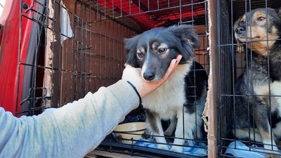 волонтери вивезли за кордон 15 тварин волонтери вивезли за кордон 15 тварин