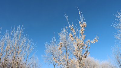 Як зміниться погода на Волині з 9 по 14 лютого і чи чекати відлиги: прогноз синоптиків