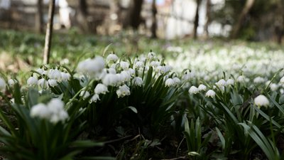 У ботанічному саду в Чернівцях зацвіли первоцвіти – це переважно червонокнижні рослини