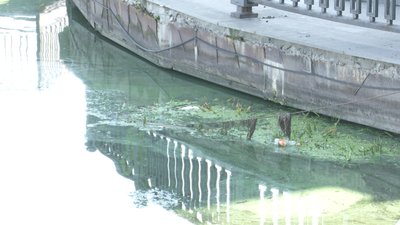 "Втрати для кожного водосховища – це десятки й навіть сотні тонн". Чому в Дніпрі масово гине риба