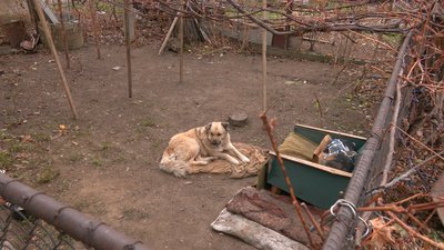 Барні та Фоксі знову разом: історія собак, які не хотіли жити нарізно Барні та Фоксі знову разом: історія собак, які не хотіли жити нарізно