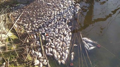 В річці на Житомирщині загинула риба — збитки понад 10 мільйонів гривень