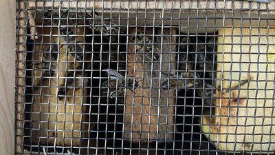 Допомога на бджолиних крильцях. На Миколаївщині бджолярі отримали пакети бджіл