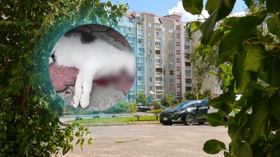 Дівчата скинули кота з багатоповерхівки у Чернігові: оштрафували матір однієї з дівчат