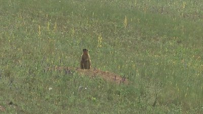 Чотири поселення вздовж валів Більського городища: як живуть бабаки на Полтавщині Чотири поселення вздовж валів Більського городища: як живуть бабаки на Полтавщині