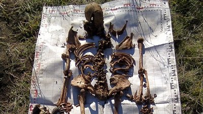 На Житомирщині відшукали останки солдата, який загинув у 1941 році На Житомирщині відшукали останки солдата, який загинув у 1941 році