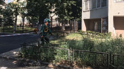 В Одесі зацвіла рослина-алерген: як її винищують