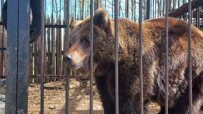 Ведмедицю Кірюшу з Івано-Франківщини перевезли в Нідерланди