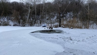 Брендування дендропарку у Полтаві: які варіанти логотипу запропонували дизайнери