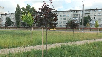 "Грошей на полив не вистачає". У Сумському сквері ім.Зеленко сохнуть молоді дерева та кущі "Грошей на полив не вистачає". У Сумському сквері ім.Зеленко сохнуть молоді дерева та кущі