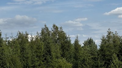 вересень, ліс, небо