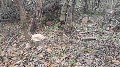 Поліція затримала чоловіка за вирубку лісу у ландшафтному парку на Сумщині