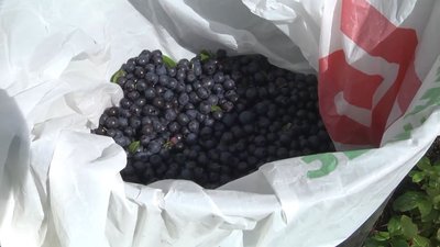 На Чернігівщині у розпалі сезон збору чорниці: скільки на цьому можна заробити На Чернігівщині у розпалі сезон збору чорниці: скільки на цьому можна заробити
