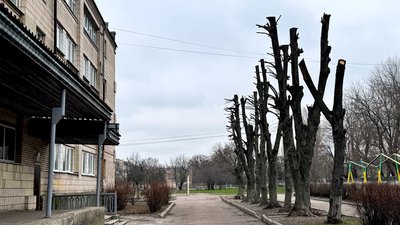 Без гілок, з пошкодженою корою: у кропивницькому ліцеї обрізали липи