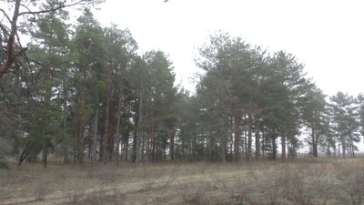 В лісах Херсонської області губляться люди