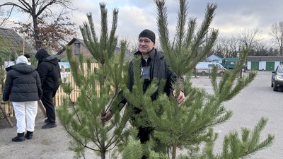 Продаж новорічних дерев Продаж новорічних дерев