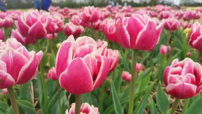 У "Волинській Голландії" розцвіли мільйони тюльпанів У "Волинській Голландії" розцвіли мільйони тюльпанів