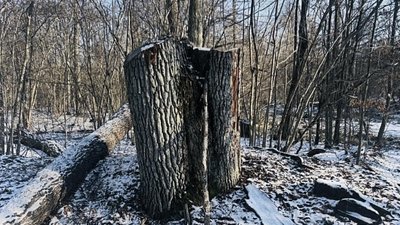 Понад 5 мільйонів гривень збитків: на Волині майстру лісу оголосили підозру Понад 5 мільйонів гривень збитків: на Волині майстру лісу оголосили підозру