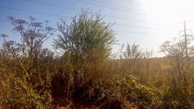 Екологи шукають власника ділянки під Луцьком, де розрісся борщівник Екологи шукають власника ділянки під Луцьком, де розрісся борщівник