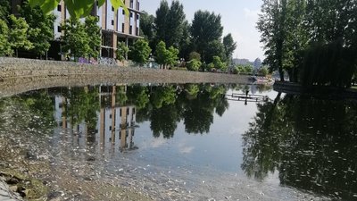В Тернополі у водоймі загинула риба: що відомо В Тернополі у водоймі загинула риба: що відомо