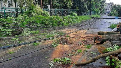 Повалені дерева та підтоплені вулиці: наслідки негоди у Вінниці Повалені дерева та підтоплені вулиці: наслідки негоди у Вінниці