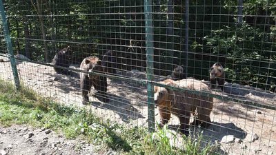 Ведмеді Балу та Тимоша прибули до Реабілітаційного Центру Бурого Ведмедя на Міжгірщині