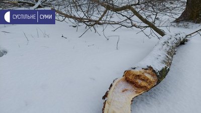 Наслідки дії шквального вітру в Сумах (ФОТОРЕПОРТАЖ)