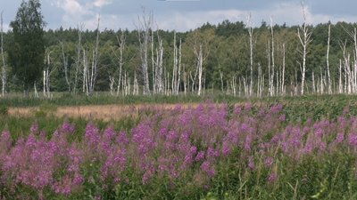 Територія торфовища Територія торфовища