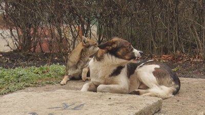 У Лисичанську регулюватимуть чисельність безпритульних тварин