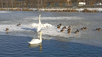Лебеді і качки на Левандівському озері