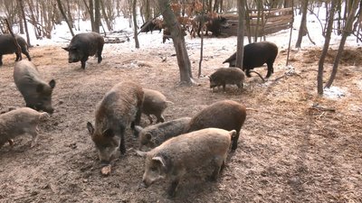 Із спеціальним "меню" та у вольєрах: черкаські лісівники вирощують оленів і кабанів