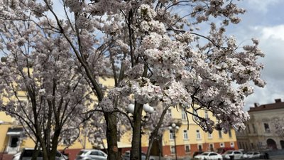 сакури у чернівцях