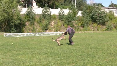 Собаки у рівненській поліції: як їх навчають та на що вони здатні Собаки у рівненській поліції: як їх навчають та на що вони здатні