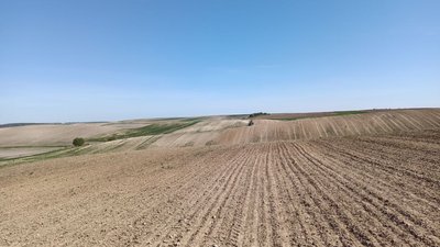 На Волині завершили посів озимого ріпаку: скільки засіяли
