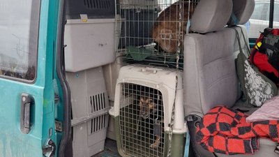 Одеські волонтери евакуювали до Чехії 60 тварин Одеські волонтери евакуювали до Чехії 60 тварин