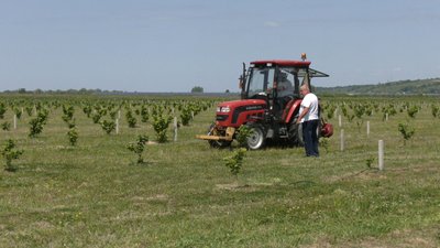 Фермери вирощують фундук, стійкий до заморозків Фермери вирощують фундук, стійкий до заморозків