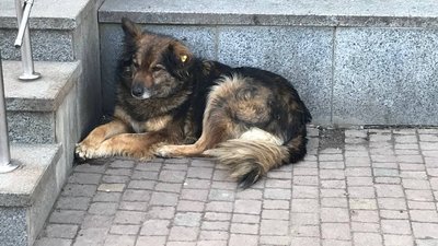 "Пес, якого отруїли, мучиться ще дві години" — бердичівлянин Сергій Михайленко
